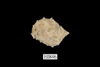 藏品(金絲岩螺)的圖片